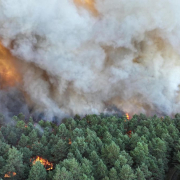 Un incendio arrasa parte del emblemático bosque de Fontainebleau, a las afueras de París