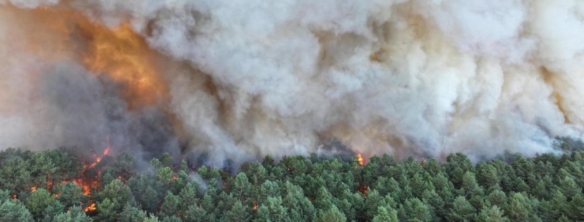 Un incendio arrasa parte del emblemático bosque de Fontainebleau, a las afueras de París