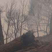 Última hora sobre los incendios en Madrid y Ávila: Jornada decisiva para controlar el fuego antes de la ola de calor