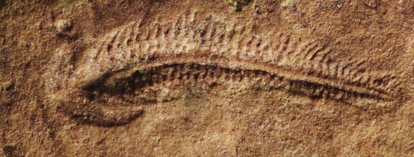 El primer animal diestro se remonta al período Ediacárico, hace 550 millones de años