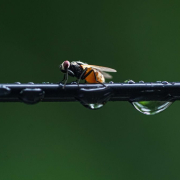 Este insecto sorprende los científicos por su capacidad de supervivencia: puede vivir a más de 200 metros bajo el agua Este insecto sorprende los científicos por su capacidad de supervivencia: puede vivir a más de 200 metros bajo el agua