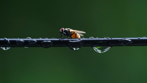 Este insecto sorprende los científicos por su capacidad de supervivencia: puede vivir a más de 200 metros bajo el agua