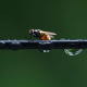 Este insecto sorprende los científicos por su capacidad de supervivencia: puede vivir a más de 200 metros bajo el agua