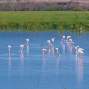 La laguna perdida de Cádiz que fue uno de los mayores humedales de la Península y todavía vuelve a inundarse La laguna perdida de Cádiz que fue uno de los mayores humedales de la Península y todavía vuelve a inundarse