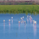 La laguna perdida de Cádiz que fue uno de los mayores humedales de la Península y todavía vuelve a inundarse