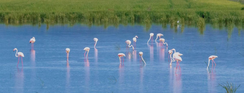 La laguna perdida de Cádiz que fue uno de los mayores humedales de la Península y todavía vuelve a inundarse