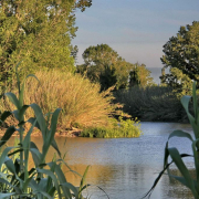 La isla fluvial del Ter que conserva una valiosa muestra de bosque de ribera en el Baix Empordà La isla fluvial del Ter que conserva una valiosa muestra de bosque de ribera en el Baix Empordà