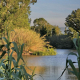 La isla fluvial del Ter que conserva una valiosa muestra de bosque de ribera en el Baix Empordà
