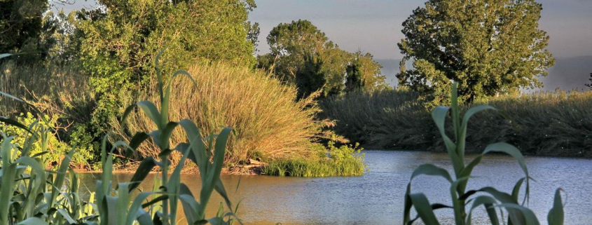 La isla fluvial del Ter que conserva una valiosa muestra de bosque de ribera en el Baix Empordà