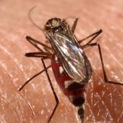 ¿Por qué los mosquitos pican a unas especies y no a otras? La respuesta está en su evolución ¿Por qué los mosquitos pican a unas especies y no a otras? La respuesta está en su evolución