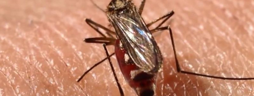 ¿Por qué los mosquitos pican a unas especies y no a otras? La respuesta está en su evolución