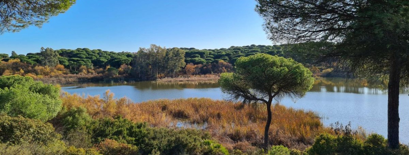 El humedal de Huelva donde las mareas dan vida a uno de los grandes refugios de aves del litoral andaluz
