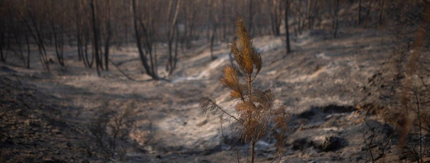 El incendio de Niebla empieza a perder fuerza tras arrasar 25.000 hectáreas