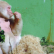 Copito de Nieve, el gorila albino que vivió en el Zoo de Barcelona durante 36 años