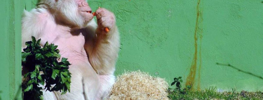 Copito de Nieve, el gorila albino que vivió en el Zoo de Barcelona durante 36 años