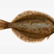 De la familia de los lenguados, este pez un tanto desconocido intenta ocultar sus manchas naranjas para camuflarse De la familia de los lenguados, este pez un tanto desconocido intenta ocultar sus manchas naranjas para camuflarse
