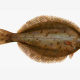 De la familia de los lenguados, este pez un tanto desconocido intenta ocultar sus manchas naranjas para camuflarse