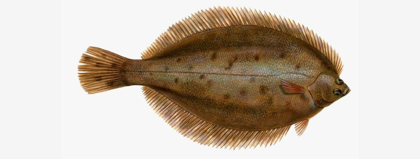 De la familia de los lenguados, este pez un tanto desconocido intenta ocultar sus manchas naranjas para camuflarse