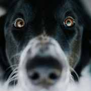 Hablar a tu perro cambia el funcionamiento de su cerebro: un estudio descubre cómo procesan nuestras palabras Hablar a tu perro cambia el funcionamiento de su cerebro: un estudio descubre cómo procesan nuestras palabras