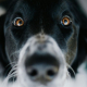 Hablar a tu perro cambia el funcionamiento de su cerebro: un estudio descubre cómo procesan nuestras palabras