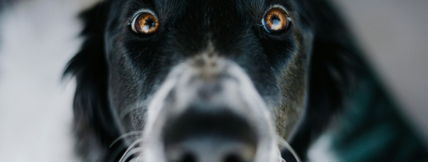 Hablar a tu perro cambia el funcionamiento de su cerebro: un estudio descubre cómo procesan nuestras palabras