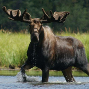 Osos, lobos, linces o bisontes viven en esta región de más de 6 millones de hectáreas conocida como "el Serengeti de América del Norte"