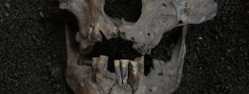 Marcas en los dientes sitúan el primer consumo de drogas de la humanidad hace 25.000 años en Indonesia