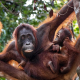 Ocho años aprendiendo de mamá: así transmiten las orangutanes sus conocimientos a sus crías