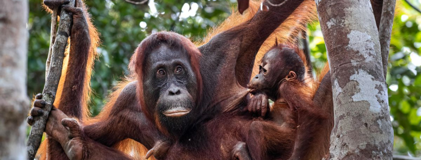 Ocho años aprendiendo de mamá: así transmiten las orangutanes sus conocimientos a sus crías