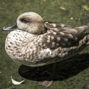 Estos pequeños patos eran abundantes en humedales pero ahora en este zoo abrirán centros de cría para que no desaparezcan Estos pequeños patos eran abundantes en humedales pero ahora en este zoo abrirán centros de cría para que no desaparezcan