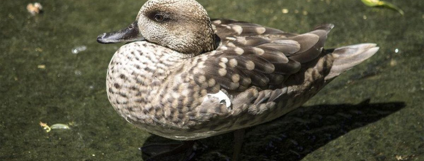 Estos pequeños patos eran abundantes en humedales pero ahora en este zoo abrirán centros de cría para que no desaparezcan