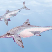 El deshielo de un glaciar deja al descubierto un enorme yacimiento de reptiles marinos prehistóricos El deshielo de un glaciar deja al descubierto un enorme yacimiento de reptiles marinos prehistóricos