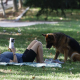 La Comunidad de Madrid arranca la semana con máximas por encima de los 32 grados
