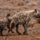 ¿Cómo se comportan estos carnívoros? Una investigación cambia la perspectiva sobre la rivalidad entre hienas y leones