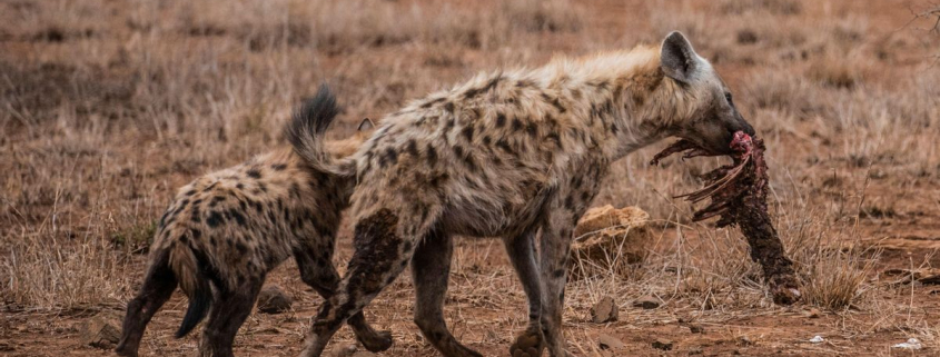 ¿Cómo se comportan estos carnívoros? Una investigación cambia la perspectiva sobre la rivalidad entre hienas y leones