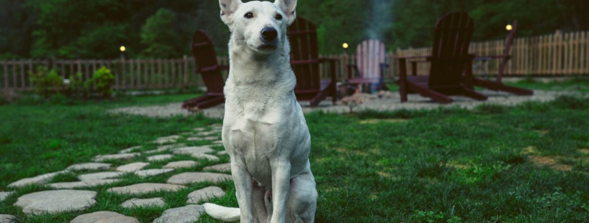 Así funciona el cerebro de un perro cuando le dicen que 'no' y se reprime