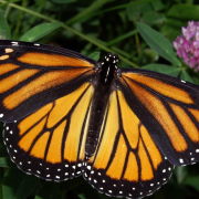 La increíble hazaña de la mariposa monarca: recorre 5.000 kilómetros y tiene un GPS en el cuerpo