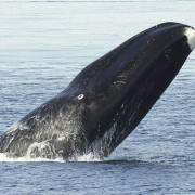 Así vive la ballena de Groenlandia, el mamífero más longevo del mundo Así vive la ballena de Groenlandia, el mamífero más longevo del mundo
