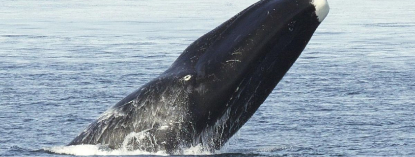 Así vive la ballena de Groenlandia, el mamífero más longevo del mundo