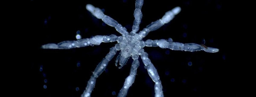 Así son las arañas marinas de patas peludas y ojos rojos que han descubierto en Canadá