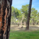Este inmenso mar verde de pinares abarca parte de dos provincias y sigue proporcionando resina, piñones y nícalos