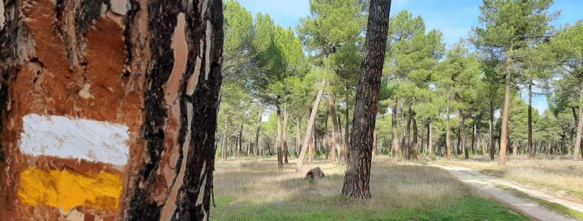 Este inmenso mar verde de pinares abarca parte de dos provincias y sigue proporcionando resina, piñones y nícalos