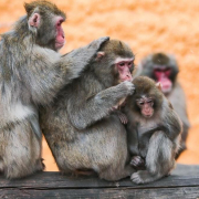 Los monos también aprenden a protegerse tras una epidemia: un estudio revela cómo cambia su comportamiento Los monos también aprenden a protegerse tras una epidemia: un estudio revela cómo cambia su comportamiento