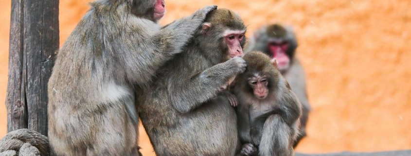 Los monos también aprenden a protegerse tras una epidemia: un estudio revela cómo cambia su comportamiento