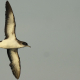 Las aves que vuelan largas distancias también sufren ‘jet lag’ y se desorientan como los humanos