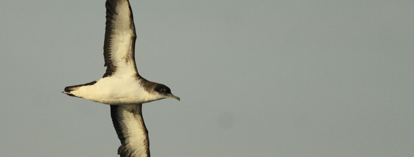 Las aves que vuelan largas distancias también sufren ‘jet lag’ y se desorientan como los humanos
