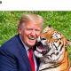 Trump publica un vídeo del ataque mortal de un tigre a un joven británico pese a que la familia del fallecido pidió no compartirlo