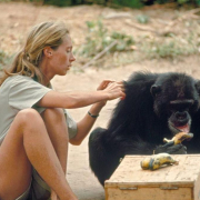La inteligencia artificial llega al legado de Jane Goodall: analizará 66 años de investigación sobre chimpancés La inteligencia artificial llega al legado de Jane Goodall: analizará 66 años de investigación sobre chimpancés