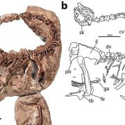 Ni dientes ni carne: el sorprendente hallazgo sobre un dinosaurio que vivió hace 66 millones de años Ni dientes ni carne: el sorprendente hallazgo sobre un dinosaurio que vivió hace 66 millones de años