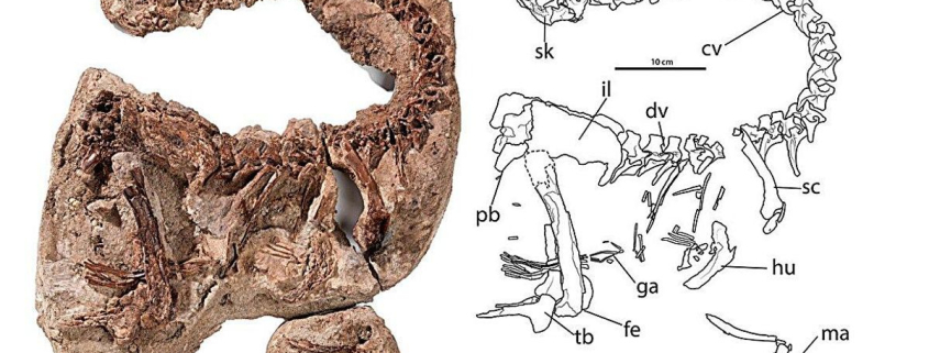 Ni dientes ni carne: el sorprendente hallazgo sobre un dinosaurio que vivió hace 66 millones de años